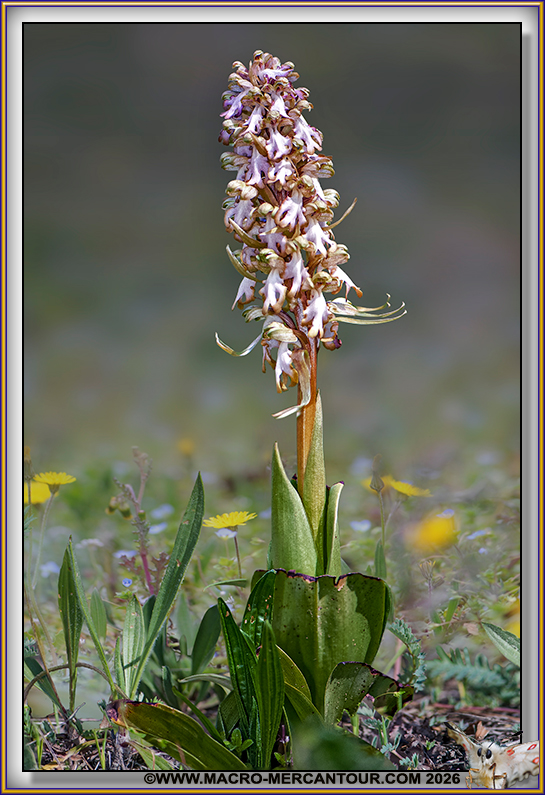 Orchis &agrave; longues bract&eacute;es
